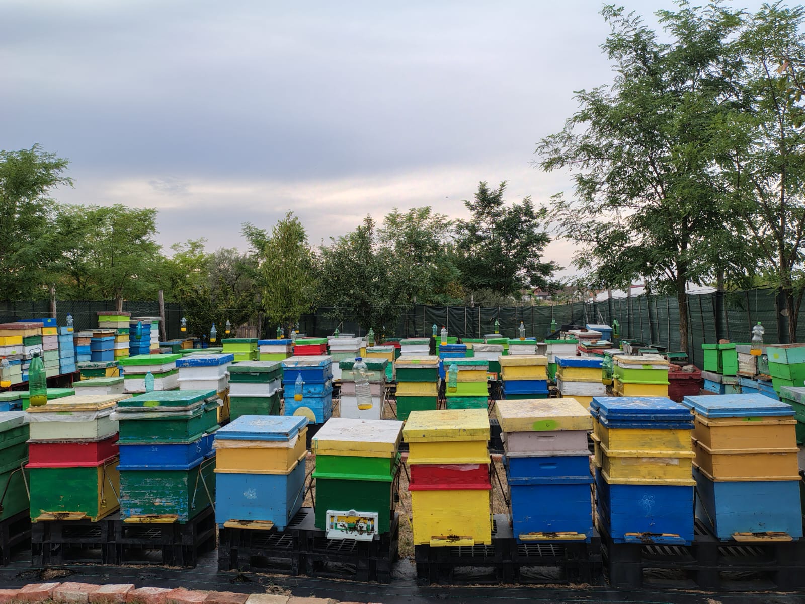 Stupi colorați în stupina din Pișchia